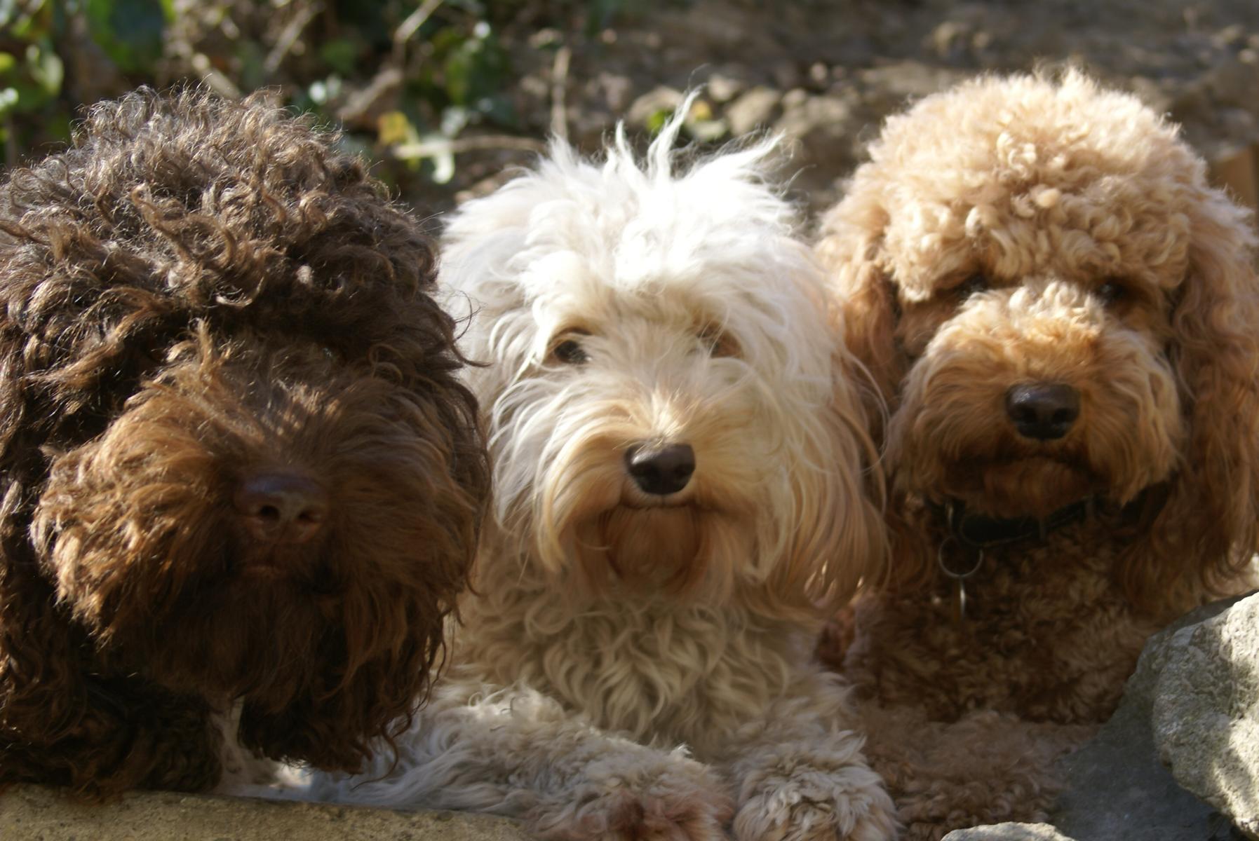 australian labradoodle